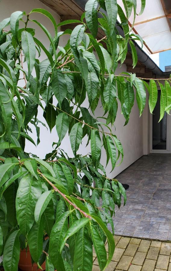 Apartman Stary Liskovec Lägenhet Brno Exteriör bild